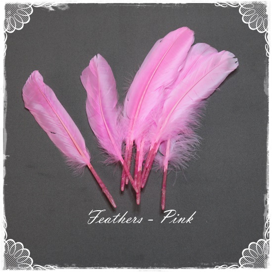 Pink Feathers