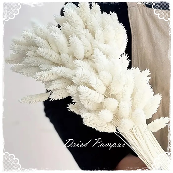 Dried Pampus – Cream