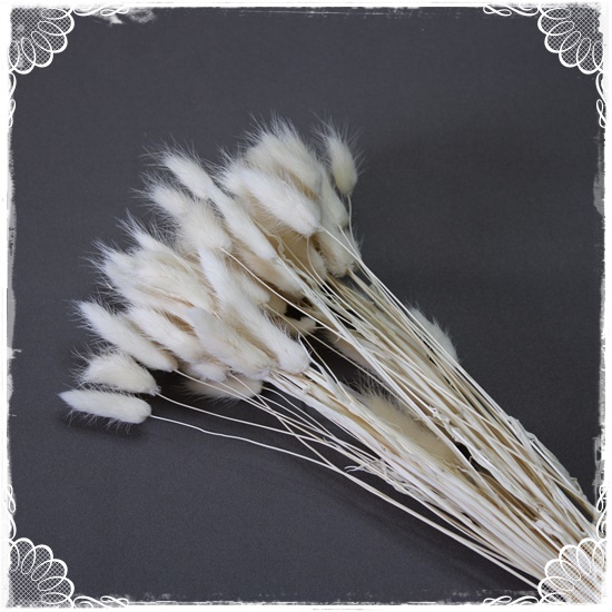 Bunny Tails – Cream