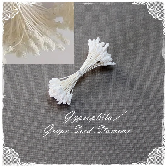 Gypsophila Stamens